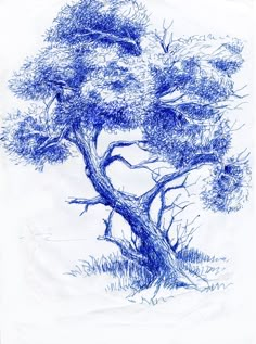 a drawing of a tree in blue ink