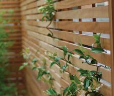 a wooden fence with plants growing on it