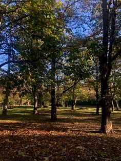 trees and leaves on the ground in a park