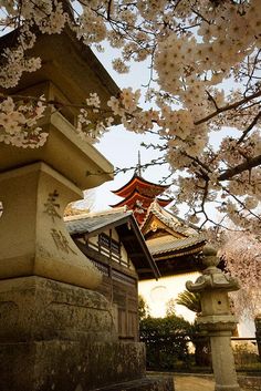 Japan Cherry Blossom Trees, Maneki Neko, Blossom Trees, Hiroshima, Okinawa