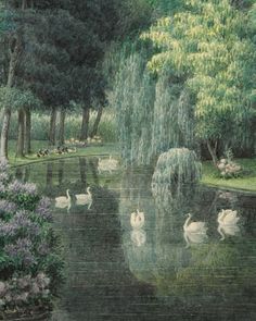 swans swimming in a pond surrounded by trees