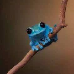 a blue frog sitting on top of a tree branch