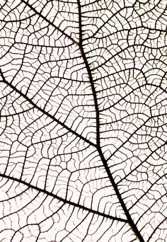 the underside of a leaf's vein