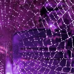 a spider web with water droplets on it's back and purple lights in the background