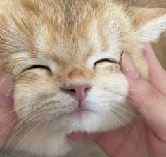 an orange cat is being held up to its face by someone's hands,