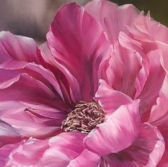 a pink flower is shown in close up