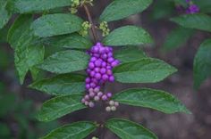 purple berries are growing on the green leaves