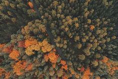 an aerial view of trees with orange and yellow leaves