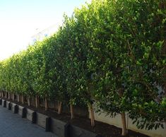 rows of trees lined up along the side of a building