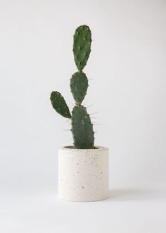 a cactus in a white pot on a white background