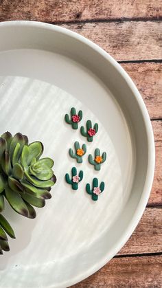 small succulents are placed on a white plate