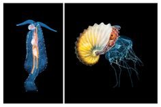 two different types of jellyfish on black background and one is yellow, the other blue