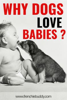 a baby sitting next to a dog with the caption why dogs love babies?