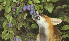 a fox eating berries from a tree with it's mouth open