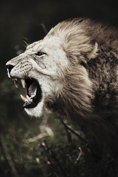 a lion with its mouth open and it's teeth wide open in front of the camera