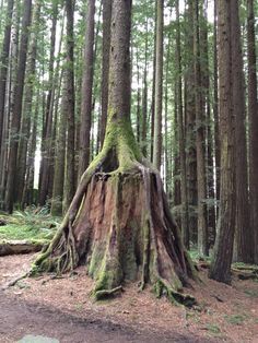 a large tree stump with moss growing on it's side in the woods, surrounded by tall trees