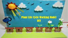 a plant life cycle working model is displayed