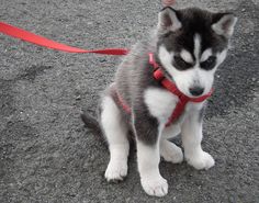 a husky puppy sitting on the ground wearing a red leash