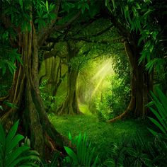 a forest filled with lots of trees and green grass covered in sunlight shining through the leaves