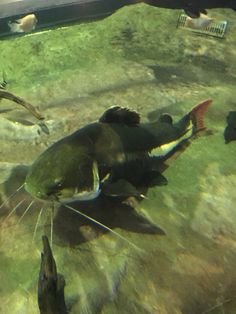 two people swimming in an aquarium with fish and other animals on the bottom of the water