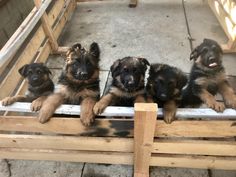 four german shepherd puppies are sitting on a wooden bench