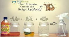 the ultimate guide to how to make homemade lucky dog spray