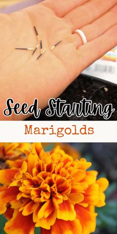 two pictures with the words seed starting and margods written on them, next to an image of a yellow flower