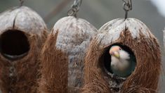 two birds are sitting in their nests hanging from chains