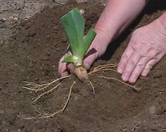 a person holding a plant in the dirt with their hand on it's root