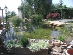 there is a small pond in the yard