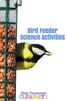 bird feeder science activities for kids and adults to help them learn how to feed birds