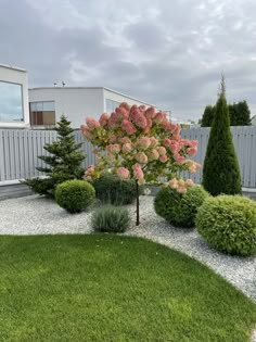 a small tree is in the middle of a garden with gravel and grass around it