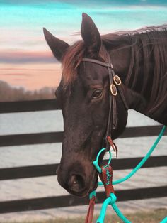 a close up of a horse wearing a bridle near the ocean and beach