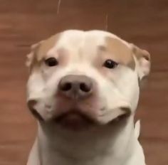 a white and brown dog is looking up at the camera