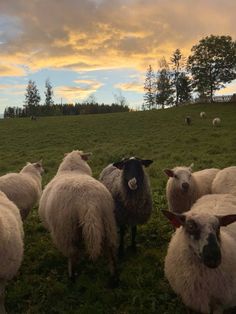 a herd of sheep standing on top of a lush green field under a cloudy sky