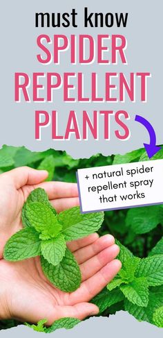 a hand holding some green leaves with the words must know spider repellent plants