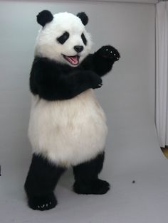 a giant panda bear standing on its hind legs in front of a white backdrop with curtains