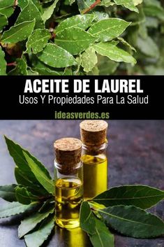 Making Essential Oils, Essential Oils Herbs, Bay Leaf, Eucalyptus Oil, Traditional Medicine, Healthy Juices