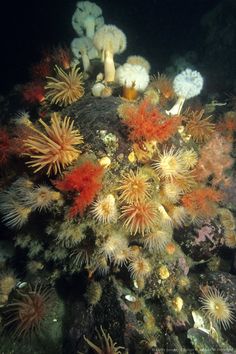 an underwater view of sea urchins and corals