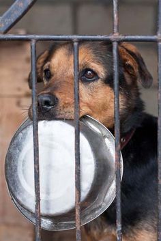 a dog holding a plate in its mouth through a metal cage with bars on it