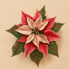 Poinsettia Clipart: 4K & Vector in Photorealistic Style Poinsettia Clipart, Blog Banner, Poinsettia Flower, Flower Watercolor, Interactive Learning, Magazine Layout, Christmas Paper, Learning Resources, Video Content