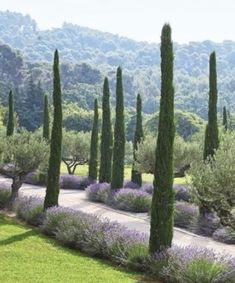 an outdoor garden with lavender flowers and trees