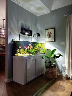 a fish tank sitting on top of a wooden floor next to a plant in a pot