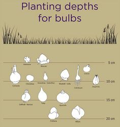 an image of plants for bulbs