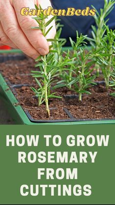 how to grow rosemary from cuttings in the garden with text overlay reading how to grow rosemary from cuttings