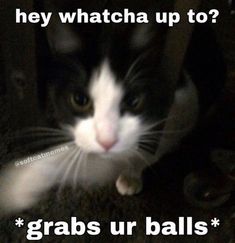 a black and white cat with caption that reads, hey watcha up to? grab ur balls