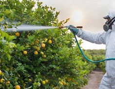 a person spraying pesticide on an orange tree