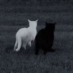 two black and white cats standing in the grass looking at eachother's back