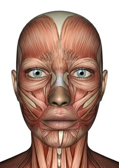 an image of the muscles and their major facial features on a man's face