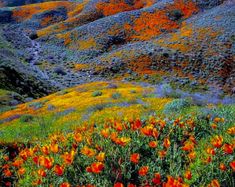 wildflowers blooming on the side of a hill in california's mountains